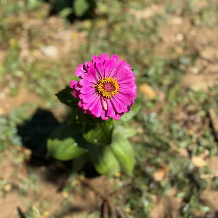 Tatil Evi La Petite Maison Sainte-Marie-de-Chignac