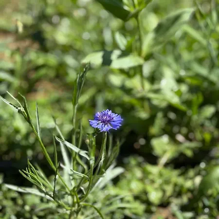 La Petite Maison * Sainte-Marie-de-Chignac
