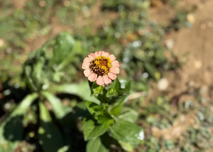 La Petite Maison 度假居 *