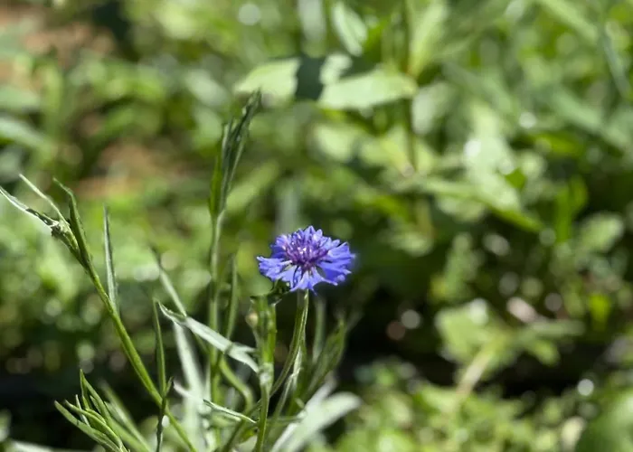 La Petite Maison * Sainte-Marie-de-Chignac